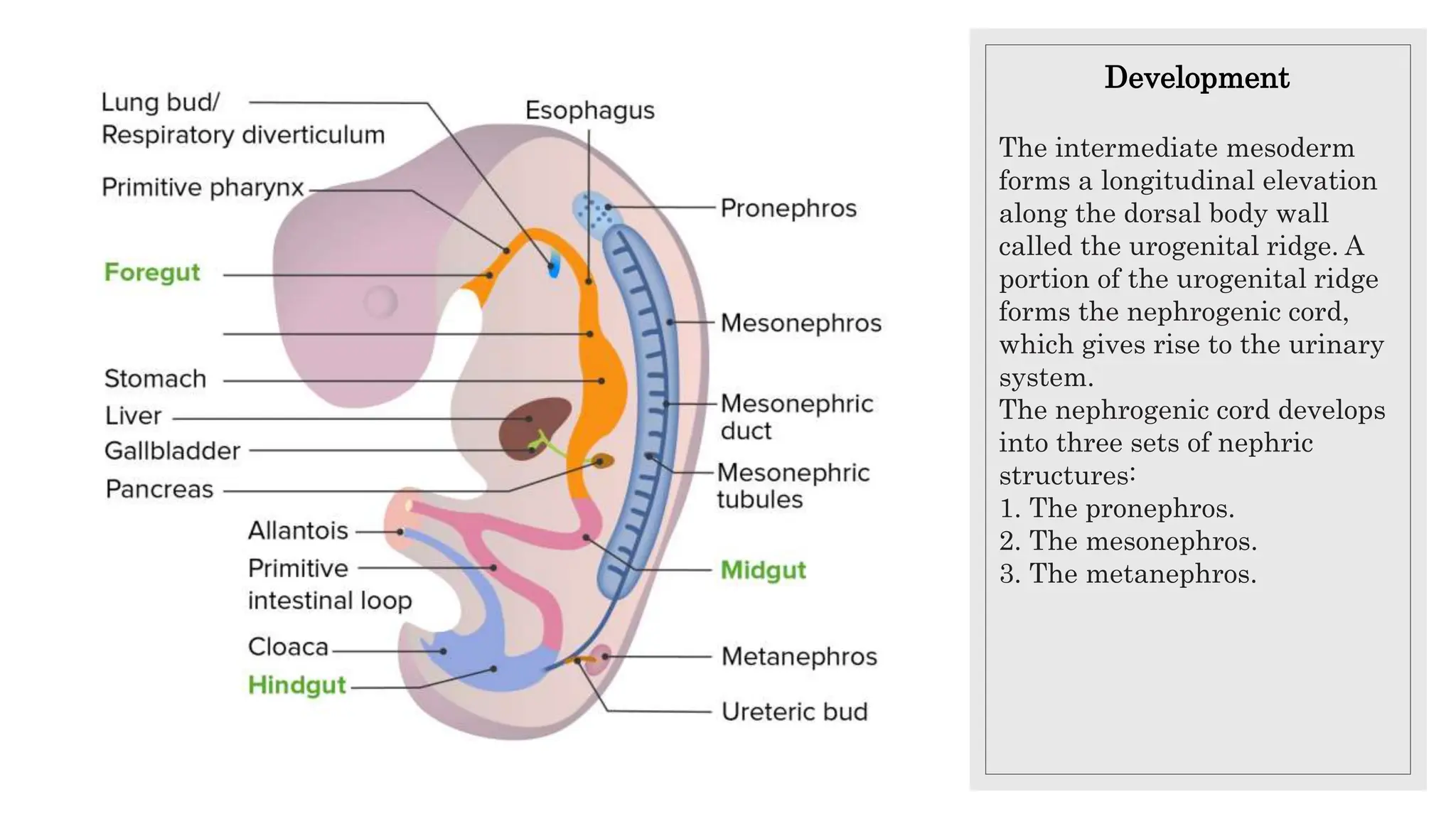 Urinary.pptx knowledge about tracts and inauguration of the day | PPTX