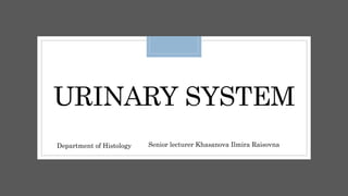 URINARY SYSTEM
Department of Histology Senior lecturer Khasanova Ilmira Raisovna
 