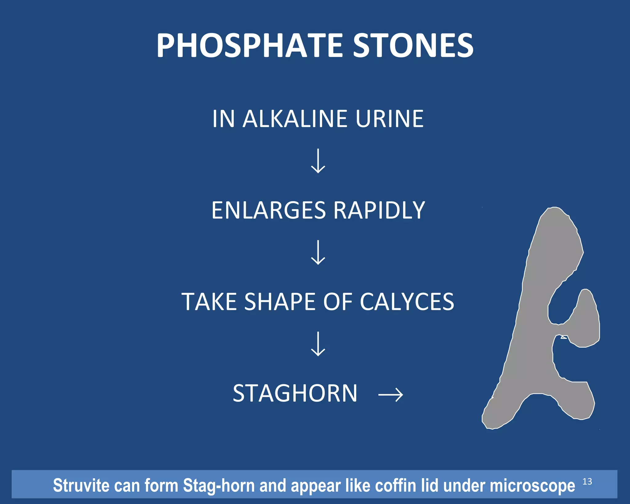 PHOSPHATE STONES
IN ALKALINE URINE
↓
ENLARGES RAPIDLY
↓
TAKE SHAPE OF CALYCES
↓
STAGHORN →
Struvite can form Stag-horn and appear like coffin lid under microscope 13
 