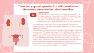 The urinary system operates in a well-coordinated
three-step process or the Urine Formation:
Reabsorption
The filtered fluid, now urine, isn't simply discarded. As it
flows through tiny tubes in the kidneys, vital components
like water, electrolytes (salts), and glucose are
reabsorbed back into the bloodstream for the body's use.
02
About 99 percent of the water in the glomerular filtrate formed in the
glomerular capsule is eventually returned to the blood. The other 1 percent
is excreted in the urine.
Water and selected solutes re-enter the blood in the peritubular capillaries
and vasa recta This tubular reabsorption from the tubules of the nephron is
controlled by the epithelial cells of the nephron tubule. These cells have
different shapes and functions, depending on their location in the tubule.
As a result these substances are virtually absent from the loop of the
nephron, distal convoluted tubule, and collecting duct. Some reabsorption
is done passively (for example, water passes by osmosis), but the
reabsorption of most substances depends on active transport processes,
which use membrane carriers and are very selective.
 