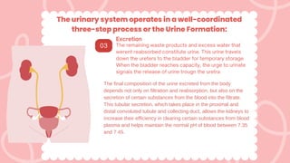 The urinary system operates in a well-coordinated
three-step process or the Urine Formation:
Excretion
The remaining waste products and excess water that
werent reabsorbed constitute urine. This urine travels
down the ureters to the bladder for temporary storage
When the bladder reaches capacity, the urge to urinate
signals the release of urine trougn the uretra
03
The final composition of the urine excreted from the body
depends not only on filtration and reabsorption, but also on the
secretion of certain substances from the blood into the filtrate.
This tubular secretion, which takes place in the proximal and
distal convoluted tubule and collecting duct, allows the kidneys to
increase their efficiency in clearing certain substances from blood
plasma and helps maintain the normal pH of blood between 7.35
and 7.45.
 