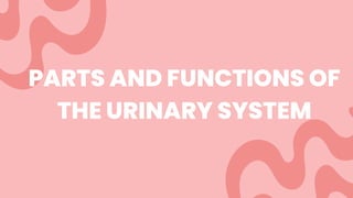 PARTS AND FUNCTIONS OF
THE URINARY SYSTEM
 