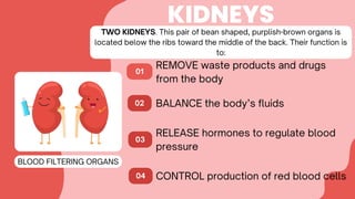 TWO KIDNEYS. This pair of bean shaped, purplish-brown organs is
located below the ribs toward the middle of the back. Their function is
to:
02
01
KIDNEYS
REMOVE waste products and drugs
from the body
03
04
BALANCE the body’s fluids
RELEASE hormones to regulate blood
pressure
CONTROL production of red blood cells
BLOOD FILTERING ORGANS
 