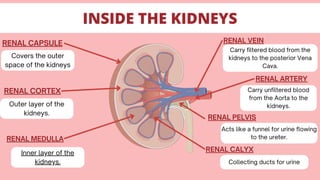 INSIDE THE KIDNEYS
RENAL CAPSULE
RENAL CORTEX
RENAL MEDULLA
RENAL VEIN
RENAL ARTERY
Covers the outer
space of the kidneys
Outer layer of the
kidneys.
Inner layer of the
kidneys.
Carry filtered blood from the
kidneys to the posterior Vena
Cava.
Carry unfiltered blood
from the Aorta to the
kidneys.
RENAL CALYX
RENAL PELVIS
Acts like a funnel for urine flowing
to the ureter.
Collecting ducts for urine
 
