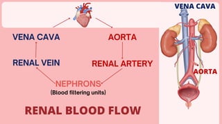 VENA CAVA
AORTA
VENA CAVA AORTA
RENAL VEIN RENAL ARTERY
NEPHRONS
RENAL BLOOD FLOW
(Blood filtering units)
 