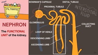 NEPHRON
The FUNCTIONAL
UNIT of the kidney.
BOWMAN’S CAPSULE
PROXIMAL TUBULE
LOOP OF HENLE
DISTAL TUBULE
DESCENDING LIMB
ASCENDING LIMB
COLLECTING
DUCT
GLOMERULUS
 