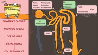 LOOP OF HENLE
DISTAL TUBULE
COLLECTING DUCT
NaCL
BOWMAN’S CAPSULE
PROXIMAL TUBULE
Water
NaCL Amino Acids
Water Potassium
Glucose Bicarbonates NaCL
Water
Bicarbonates
H+
Ammonium
H+
Ammonium
Potassium
NaCL
 