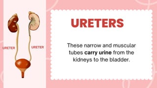 URETERS
URETER
URETER
These narrow and muscular
tubes carry urine from the
kidneys to the bladder.
 