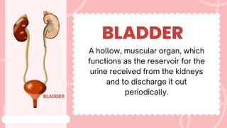 BLADDER
BLADDER
A hollow, muscular organ, which
functions as the reservoir for the
urine received from the kidneys
and to discharge it out
periodically.
 