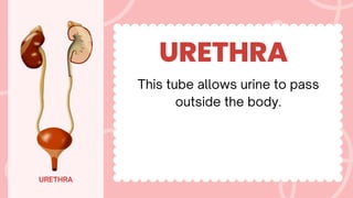 URETHRA
URETHRA
This tube allows urine to pass
outside the body.
 