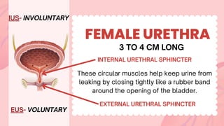 FEMALE URETHRA
INTERNAL URETHRAL SPHINCTER
EXTERNAL URETHRAL SPHINCTER
3 TO 4 CM LONG
These circular muscles help keep urine from
leaking by closing tightly like a rubber band
around the opening of the bladder.
IUS- INVOLUNTARY
EUS- VOLUNTARY
 