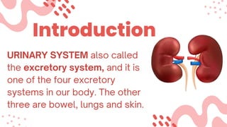 Introduction
URINARY SYSTEM also called
the excretory system, and it is
one of the four excretory
systems in our body. The other
three are bowel, lungs and skin.
 