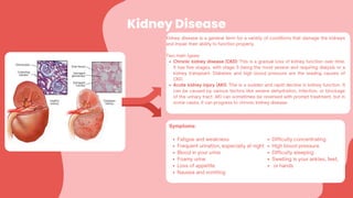 Kidney Disease
Kidney disease is a general term for a variety of conditions that damage the kidneys
and impair their ability to function properly.
Two main types:
Chronic kidney disease (CKD): This is a gradual loss of kidney function over time.
It has five stages, with stage 5 being the most severe and requiring dialysis or a
kidney transplant. Diabetes and high blood pressure are the leading causes of
CKD.
Acute kidney injury (AKI): This is a sudden and rapid decline in kidney function. It
can be caused by various factors like severe dehydration, infection, or blockage
of the urinary tract. AKI can sometimes be reversed with prompt treatment, but in
some cases, it can progress to chronic kidney disease.
Symptoms:
Fatigue and weakness
Frequent urination, especially at night
Blood in your urine
Foamy urine
Loss of appetite
Nausea and vomiting
Difficulty concentrating
High blood pressure
Difficulty sleeping
Swelling in your ankles, feet,
or hands
 