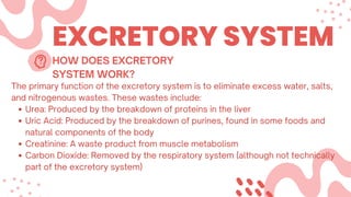 EXCRETORY SYSTEM
The primary function of the excretory system is to eliminate excess water, salts,
and nitrogenous wastes. These wastes include:
Urea: Produced by the breakdown of proteins in the liver
Uric Acid: Produced by the breakdown of purines, found in some foods and
natural components of the body
Creatinine: A waste product from muscle metabolism
Carbon Dioxide: Removed by the respiratory system (although not technically
part of the excretory system)
HOW DOES EXCRETORY
SYSTEM WORK?
 