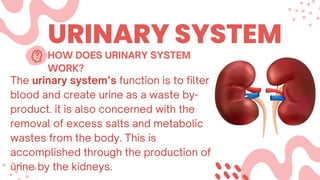 URINARY SYSTEM
The urinary system’s function is to filter
blood and create urine as a waste by-
product. it is also concerned with the
removal of excess salts and metabolic
wastes from the body. This is
accomplished through the production of
urine by the kidneys.
HOW DOES URINARY SYSTEM
WORK?
 