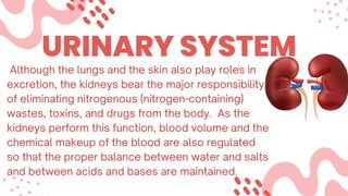 URINARY SYSTEM
Although the lungs and the skin also play roles in
excretion, the kidneys bear the major responsibility
of eliminating nitrogenous (nitrogen-containing)
wastes, toxins, and drugs from the body. As the
kidneys perform this function, blood volume and the
chemical makeup of the blood are also regulated
so that the proper balance between water and salts
and between acids and bases are maintained.
 