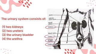 The urinary system consists of:
(1) two kidneys
(2) two ureters
(3) the urinary bladder
(4) the urethra
 