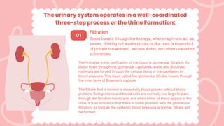 The urinary system operates in a well-coordinated
three-step process or the Urine Formation:
Filtration
Blood travels through the kidneys, where nephrons act as
sieves, filtering out waste products like urea (a byproduct
of protein breakdown), excess water, and other unwanted
substances.
01
The first step in the purification of the blood is glomerular filtration. As
blood flows through the glomerular capillaries, water and dissolved
materials are forced through the cellular lining of the capillaries by
blood pressure. This liquid called the glomerular filtrate, travels through
the inner layer of Bowman's capsule.
The filtrate that is formed is essentially blood plasma without blood
proteins. Both proteins and blood cells are normally too large to pass
through the filtration membrane, and when either of these appear in the
urine, it is an indication that there is some problem with the glomerular
filtration. As long as the systemic blood pressure is normal, filtrate will
be formed.
 