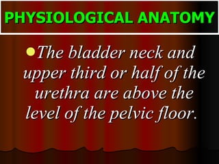 PHYSIOLOGICAL ANATOMY The bladder neck and upper third or half of the urethra are above the level of the pelvic floor.  