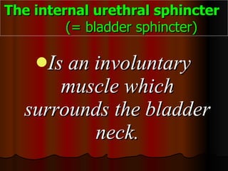 Is an involuntary muscle which surrounds the bladder neck. The internal urethral sphincter   (= bladder sphincter) 