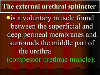 The external urethral sphincter   is a voluntary muscle found between the superficial and deep perineal membranes and surrounds the middle part of the urethra  (compessor urethrae muscle).   
