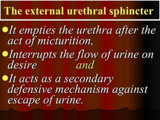 It empties the urethra after the act of micturition,  Interrupts the flow of urine on desire  and  It acts as a secondary defensive mechanism against escape of urine. The external urethral sphincter   