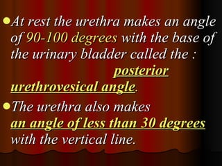 At rest the urethra makes an angle of  90-100 degrees  with the base of the urinary bladder called the :  posterior urethrovesical angle .   The urethra also makes  an angle of less than 30 degrees  with the vertical line. 