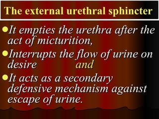 <ul><li>It empties the urethra after the act of micturition,  </li></ul><ul><li>Interrupts the flow of urine on desire  an...
