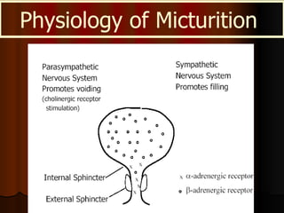 Physiology of Micturition  