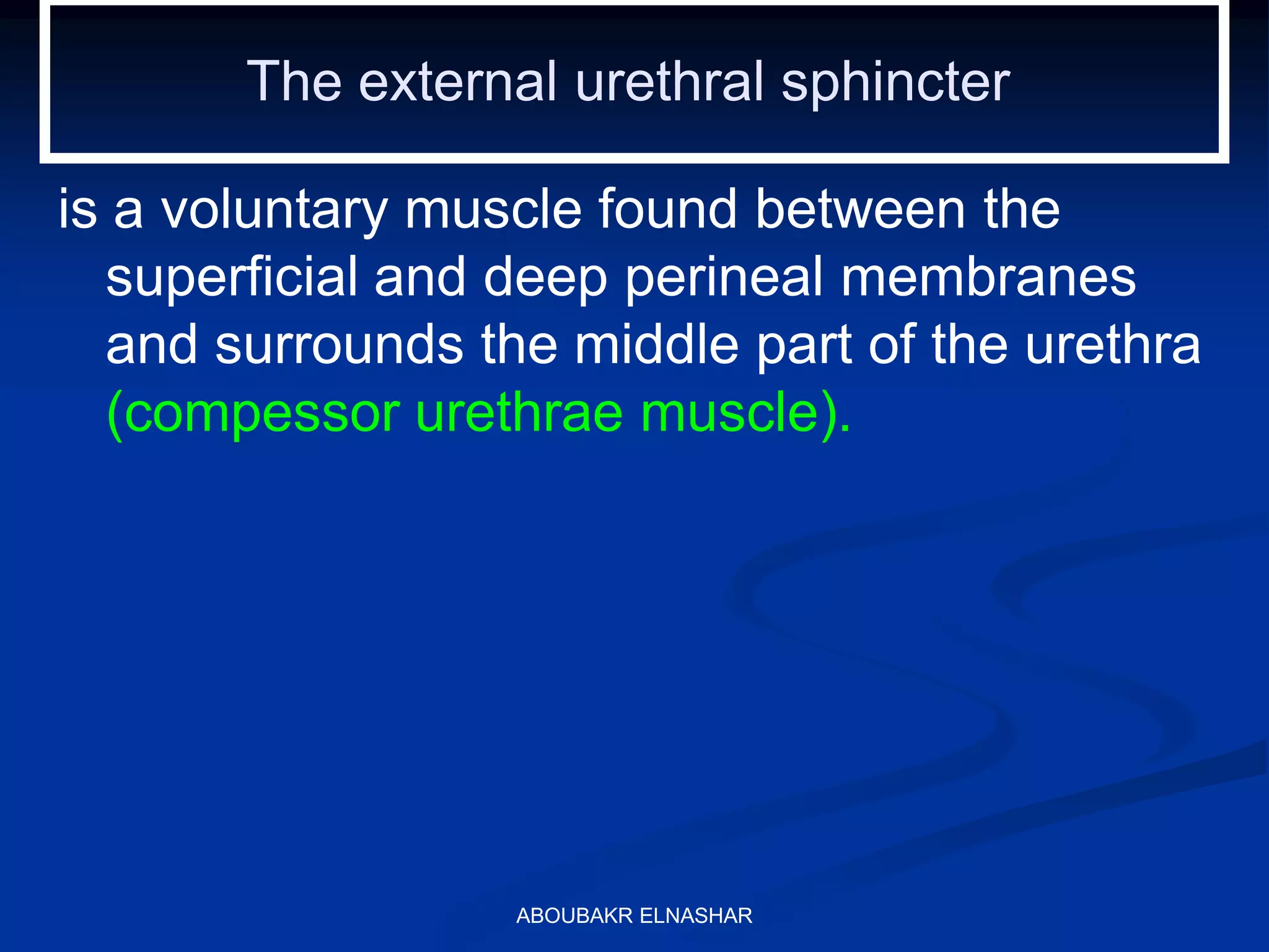 The external urethral sphincter
is a voluntary muscle found between the
superficial and deep perineal membranes
and surrounds the middle part of the urethra
(compessor urethrae muscle).
ABOUBAKR ELNASHAR
 