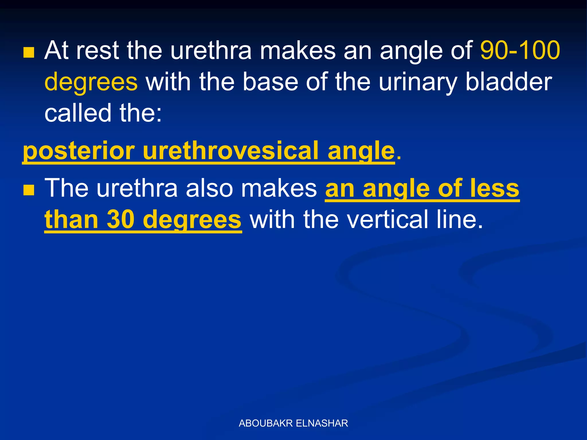  At rest the urethra makes an angle of 90-100
degrees with the base of the urinary bladder
called the:
posterior urethrovesical angle.
 The urethra also makes an angle of less
than 30 degrees with the vertical line.
ABOUBAKR ELNASHAR
 