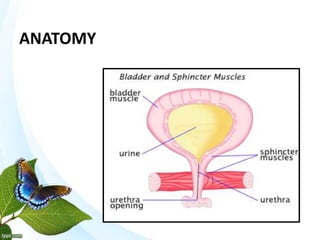 ANATOMY
 