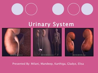 Urinary System




Presented By: Milani, Mandeep, Karthiga, Gladyz, Elisa
 