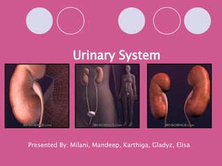 Urinary System Presented By: Milani, Mandeep, Karthiga, Gladyz, Elisa 