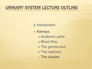 urinary-system presentation histology . Pdf | PPTX