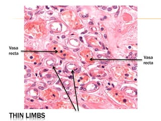 Line Rascetta Anatomy urinary-system presentation histology . Pdf | PPTX
