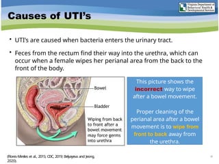 Causes of UTI’s
• UTI’s are caused when bacteria enters the urinary tract.
• Feces from the rectum find their way into the urethra, which can
occur when a female wipes her perianal area from the back to the
front of the body.
18
(Flores-Mireles et al., 2015; CDC, 2019; Belyayeva and Jeong,
2020).
This picture shows the
incorrect way to wipe
after a bowel movement.
Proper cleaning of the
perianal area after a bowel
movement is to wipe from
front to back away from
the urethra.
 