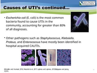 Causes of UTI’s continued…
• Escherichia coli (E. coli) is the most common
bacteria found to cause UTI’s in the
community, accounting for greater than 80%
of all diagnoses.
• Other pathogens such as Staphylococcus, Klebsiella,
Proteus, and Enterococcus have mostly been identified in
hospital acquired CAUTI’s.
19
(McLellan and Hunstad, 2016; Mazzriol et al., 2017; Lajiness and Lajiness, 2019;Belyayeva and Jeong,
2020).
 