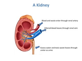 A Kidney
Blood and waste enter through renal artery
Filtered blood leaves through renal vein
Excess water and toxic waste leaves through
ureter as urine
 