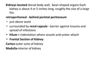 Kidneys located dorsal body wall, bean-shaped organs Each
kidney is about 4 or 5 inches long, roughly the size of a large
fist.
retroperitoneal - behind parietal peritoneum
• just above waist
• surrounded by renal capsule - barrier against trauma and
spread of infections
• hilum = indentation where vessels and ureter attach
• Frontal Section of Kidney
Cortex-outer zone of kidney
Medulla-interior of kidney
 