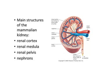 • Main structures
of the
mammalian
kidney:
• renal cortex
• renal medula
• renal pelvis
• nephrons
 