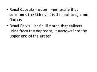 • Renal Capsule – outer membrane that
surrounds the kidney; it is thin but tough and
fibrous
• Renal Pelvis – basin-like area that collects
urine from the nephrons, it narrows into the
upper end of the ureter
 