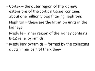• Cortex – the outer region of the kidney;
extensions of the cortical tissue, contains
about one million blood filtering nephrons
• Nephron – these are the filtration units in the
kidneys
• Medulla – inner region of the kidney contains
8-12 renal pyramids.
• Medullary pyramids – formed by the collecting
ducts, inner part of the kidney
 