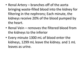 • Renal Artery – branches off of the aorta
bringing waste-filled blood into the kidney for
filtering in the nephrons; Each minute, the
kidneys receive 20% of the blood pumped by
the heart.
• Renal Vein – removes the filtered blood from
the kidneys to the inferior
• Every minute 1300 mL of blood enter the
kidneys, 1299 mL leave the kidney. and 1 mL
leaves as urine.
 