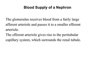 Blood Supply of a Nephron
The glomerulus receives blood from a fairly large
afferent arteriole and passes it to a smaller efferent
arteriole.
The efferent arteriole gives rise to the peritubular
capillary system, which surrounds the renal tubule.
 