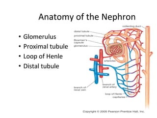 Anatomy of the Nephron
• Glomerulus
• Proximal tubule
• Loop of Henle
• Distal tubule
 