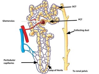 Glomerulus
To renal pelvis
Peritubular
capillaries
Collecting duct
PCT
Loop of Henle
DCT
 