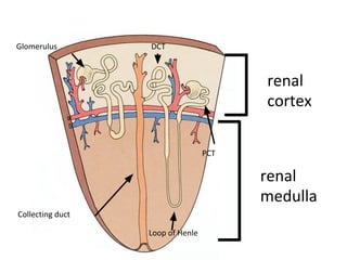 renal
cortex
renal
medulla
Collecting duct
Loop of Henle
PCT
DCT
Glomerulus
 