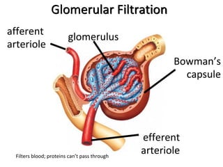 Glomerular Filtration
afferent
arteriole
glomerulus
efferent
arteriole
Bowman’s
capsule
Filters blood; proteins can’t pass through
 