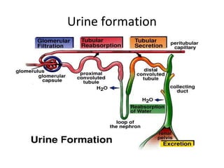 Urine formation
 
